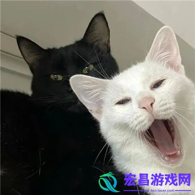 搞怪系列的情头一对很流行的爱意满满的情头