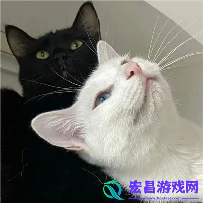 搞怪系列的情头一对很流行的爱意满满的情头