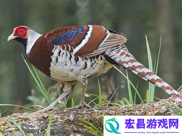 明日方舟桑葚原型介绍桑葚设计灵感解析