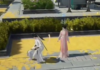 射雕车前子怎么收集