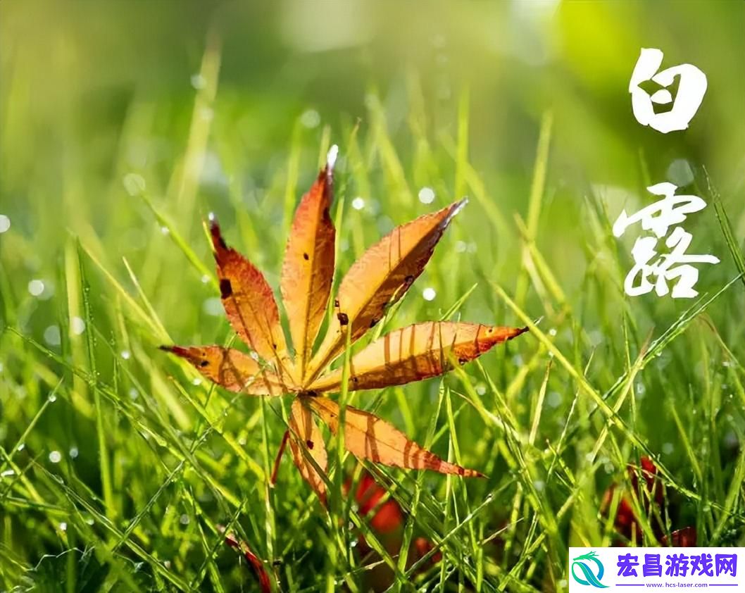 2023年白露是哪天几号是白露节气2023