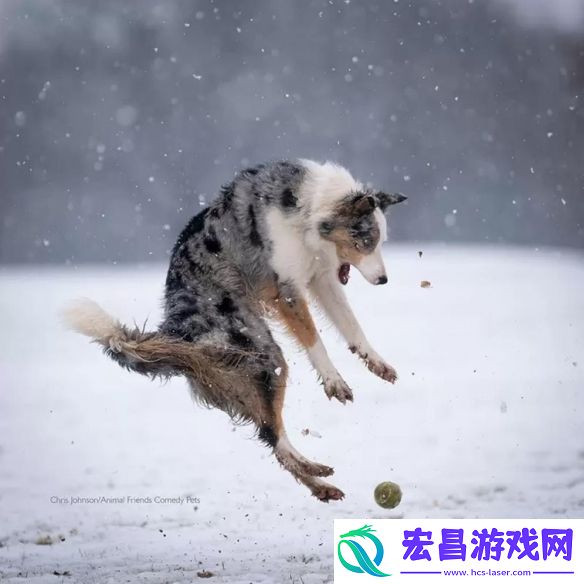 一年一度「搞笑宠物摄影大赛」