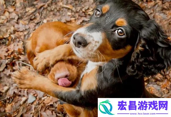一年一度「搞笑宠物摄影大赛」