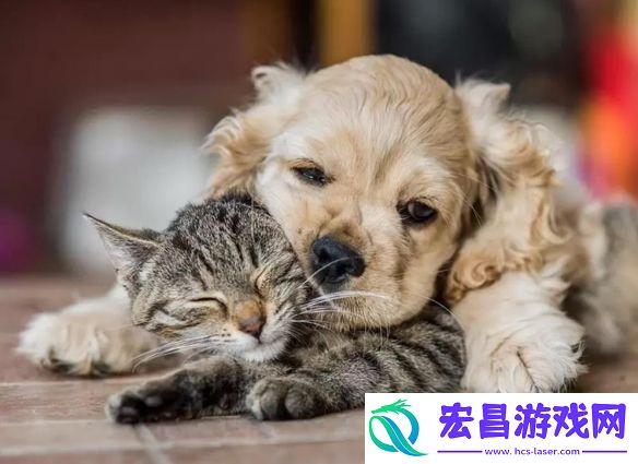 一年一度「搞笑宠物摄影大赛」