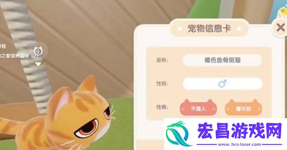 心动小镇养宠物猫攻略