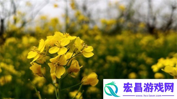 成品网源码78w78