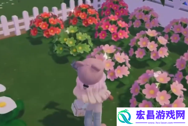 心动小镇粉色雏菊怎么培育