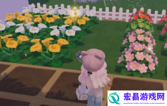 心动小镇粉色雏菊怎么培育