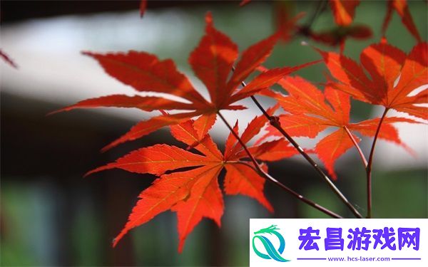 双龙进洞夹心饼干的创意