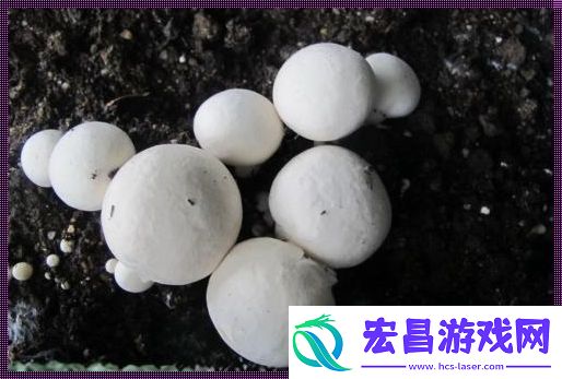 “巨灰菇”神秘现世