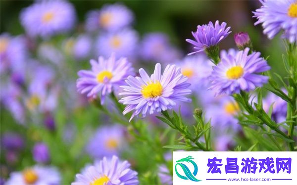 榴莲香蕉苹果哈密瓜水蜜桃