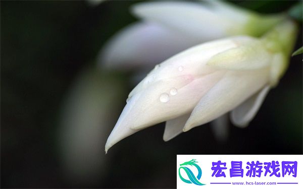 精华液一区二区区别