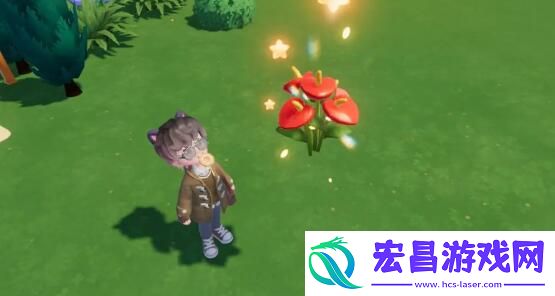 心动小镇花烛怎么杂交