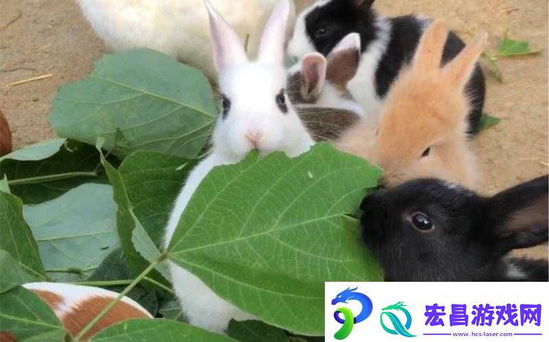 咬小兔兔的正确咬法