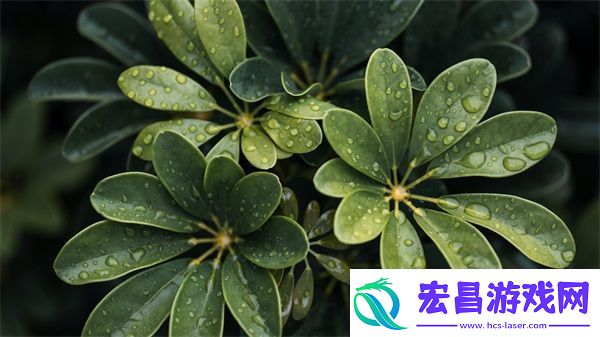 黑寡妇V3有线和无线区别