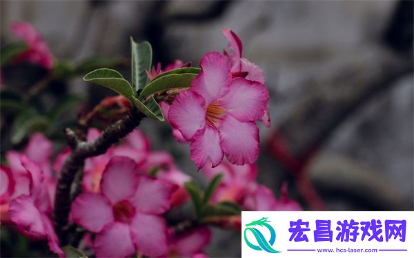 成为班级里的公交车苏苏