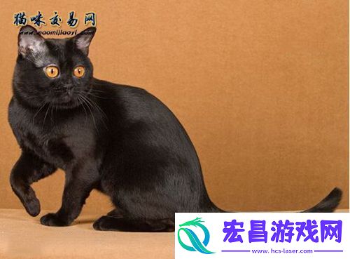 2020年下半年猫咪市场行情