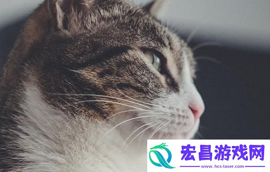 2020年下半年猫咪市场行情