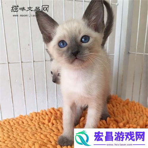 暹罗猫贵吗