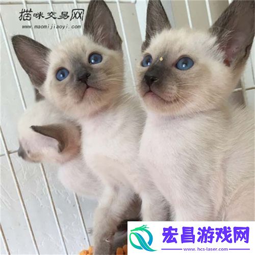 暹罗猫贵吗