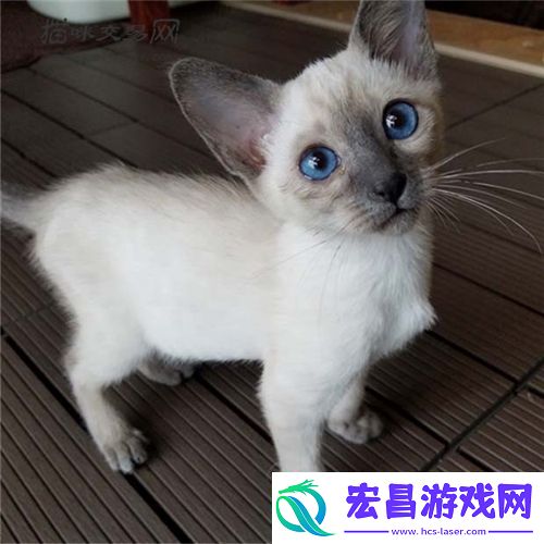 暹罗猫贵吗