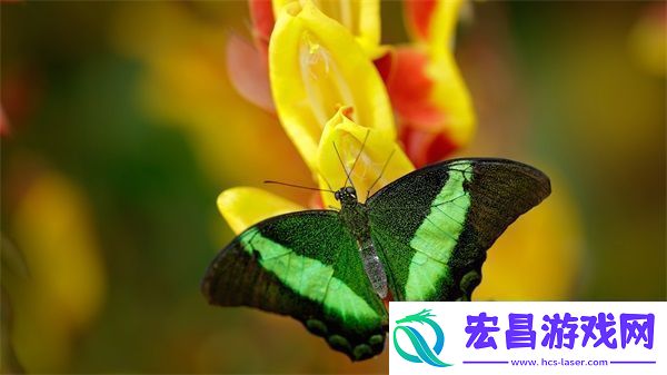 成色p31s是国精产品吗