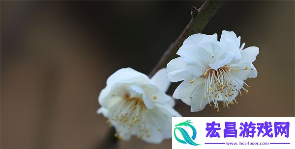 CSGO暴躁小老妹