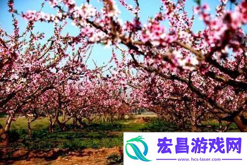 国色天香桃花朵朵开