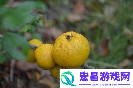 苹果西瓜木瓜香蕉黄瓜