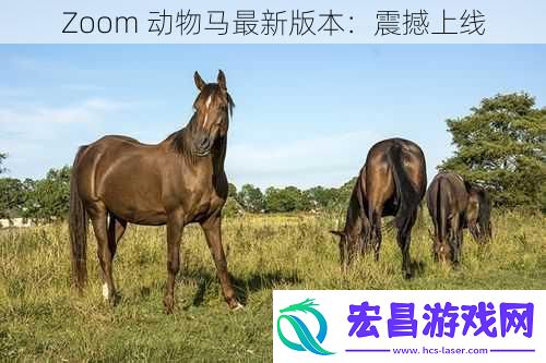 Zoom动物马最新版本