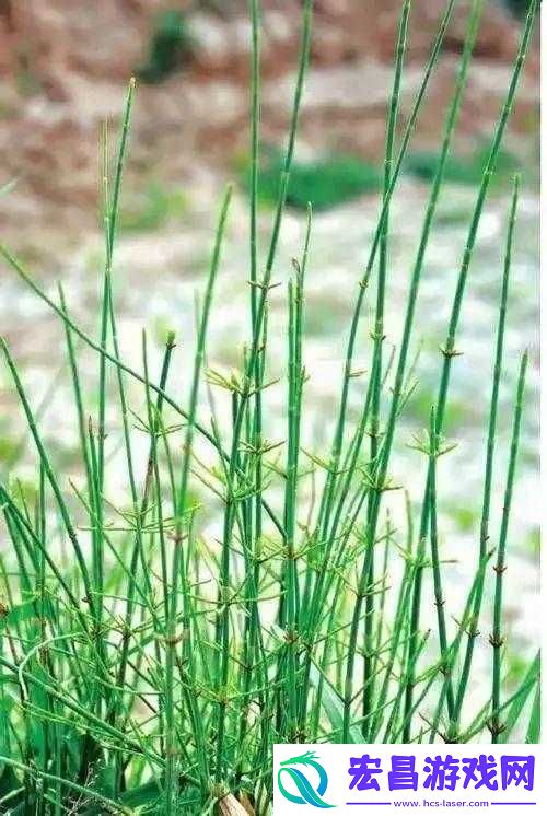 17c草