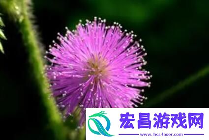 多肉小镇金银花