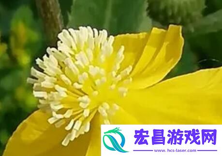 “MacA1475”潮流解码