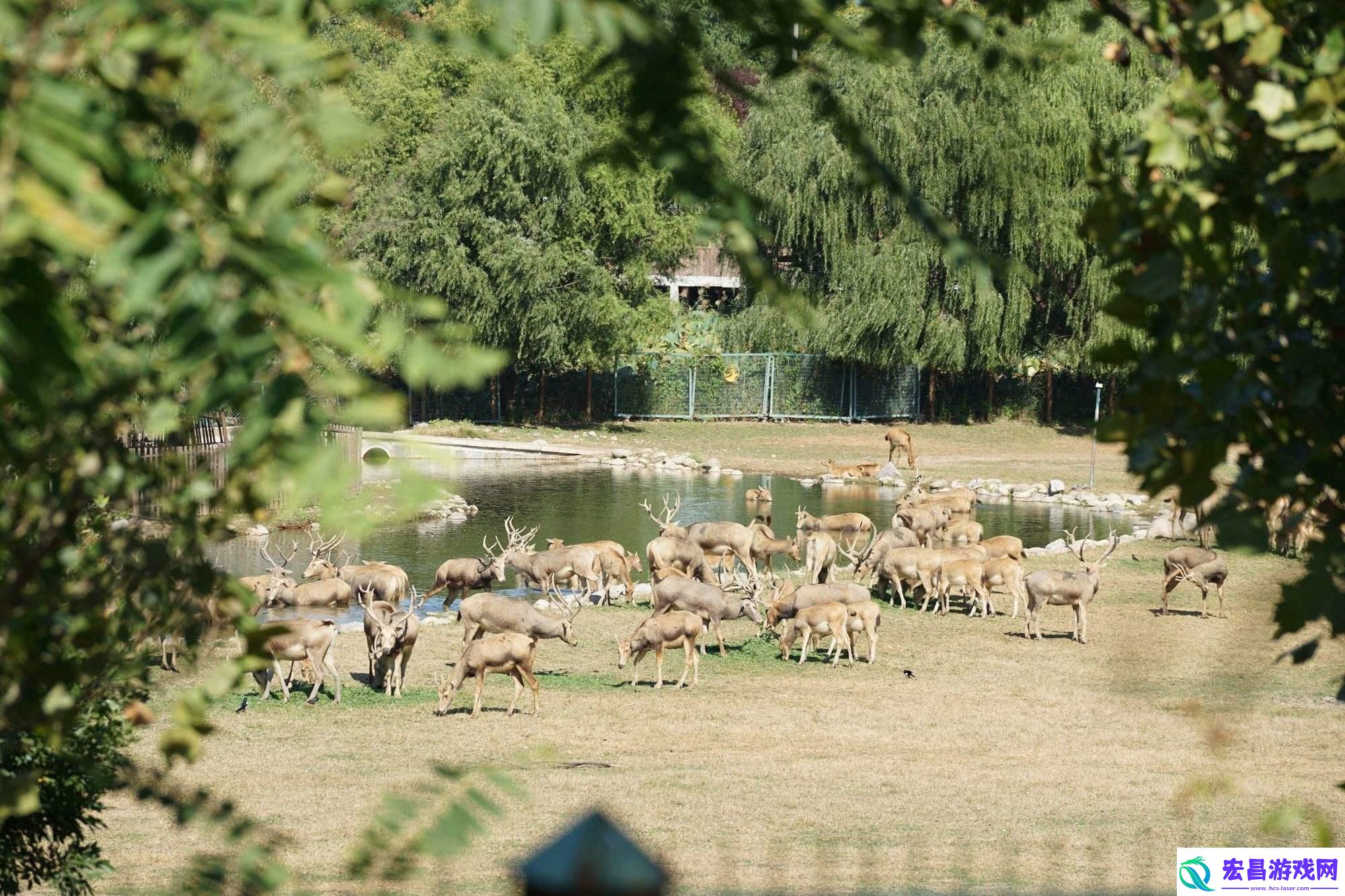 麋鹿圈养记