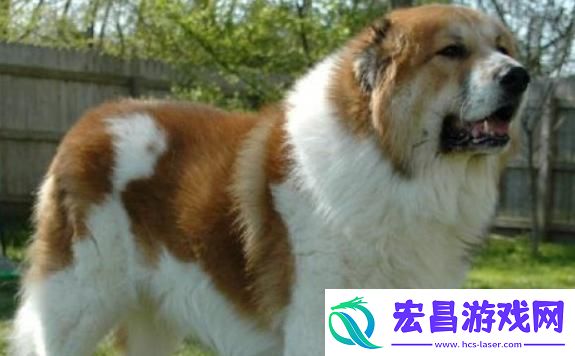 “中亚牧羊犬”听话记