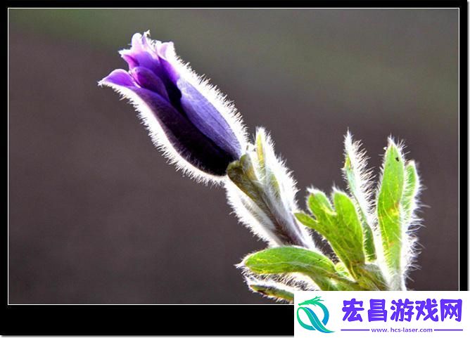 谜骨苞放