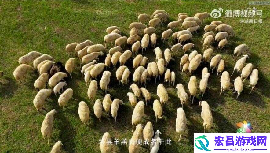 AAAA级毛皮最火持续升温
