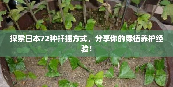 探索日本72种扦插方式分享你的绿植养护经验！