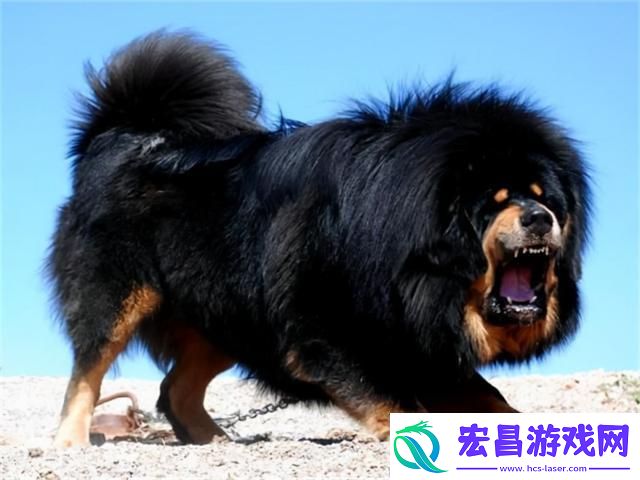 科技狂潮下的藏獒传奇