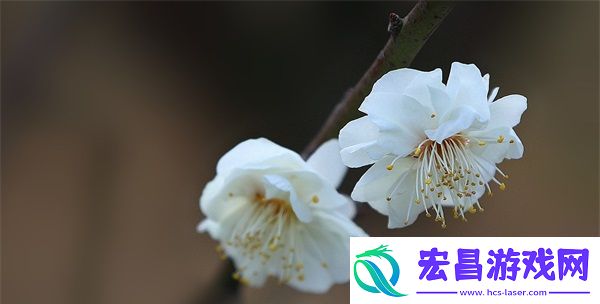 日本一区二三区好的精华液