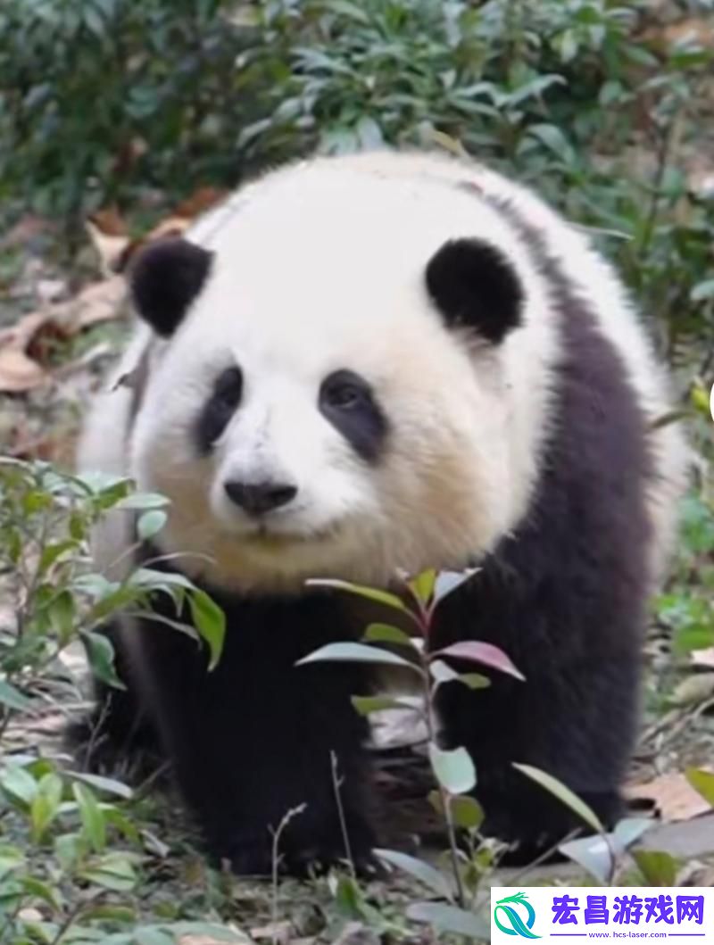 瞧一瞧