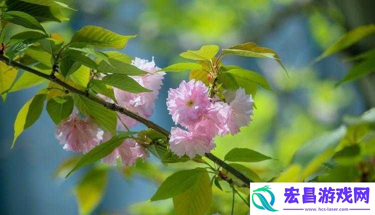 樱花