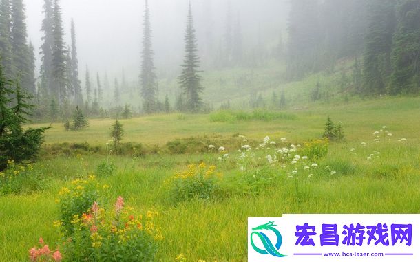 芳草萋萋芳草地