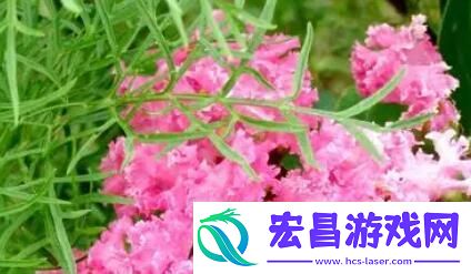 海角论坛更名记
