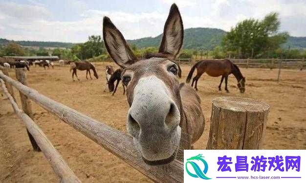 傻大壮长的驴一样的东西