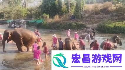 伊春大象团2024