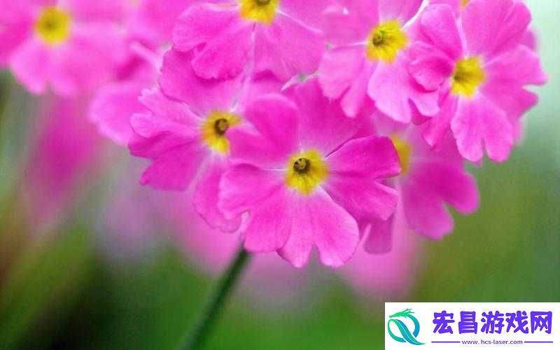 樱花草在线社区