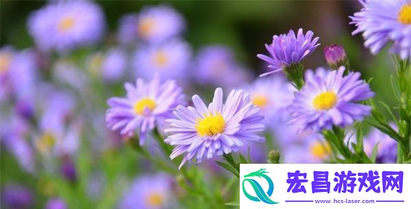 sp发刷红肿双丘旧巷笙歌的文学描写
