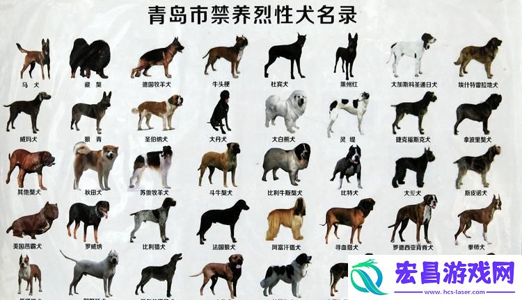 “狗狗人胶秘方”