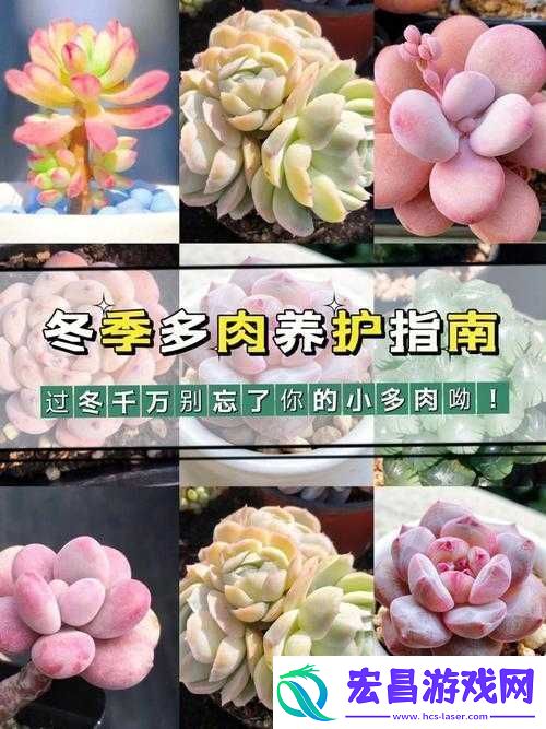 皇家共享小公主多肉怎么养